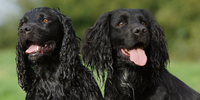Cocker Spaniels
