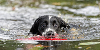 Springer Spaniel