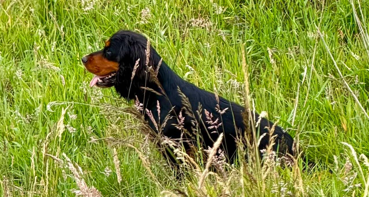Cocker Spaniel