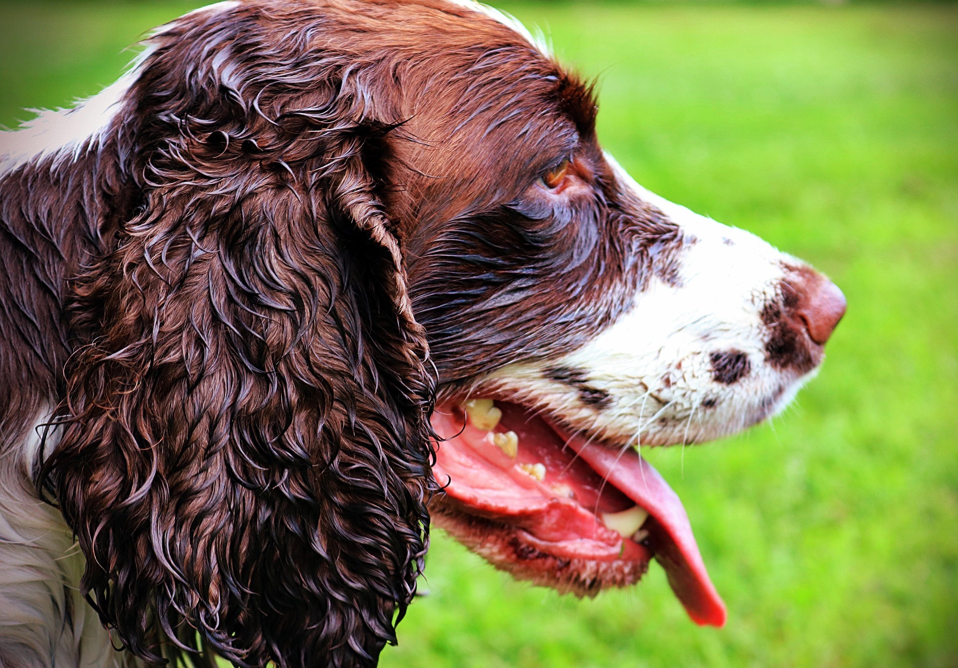 braden91-dog-3602125_1920