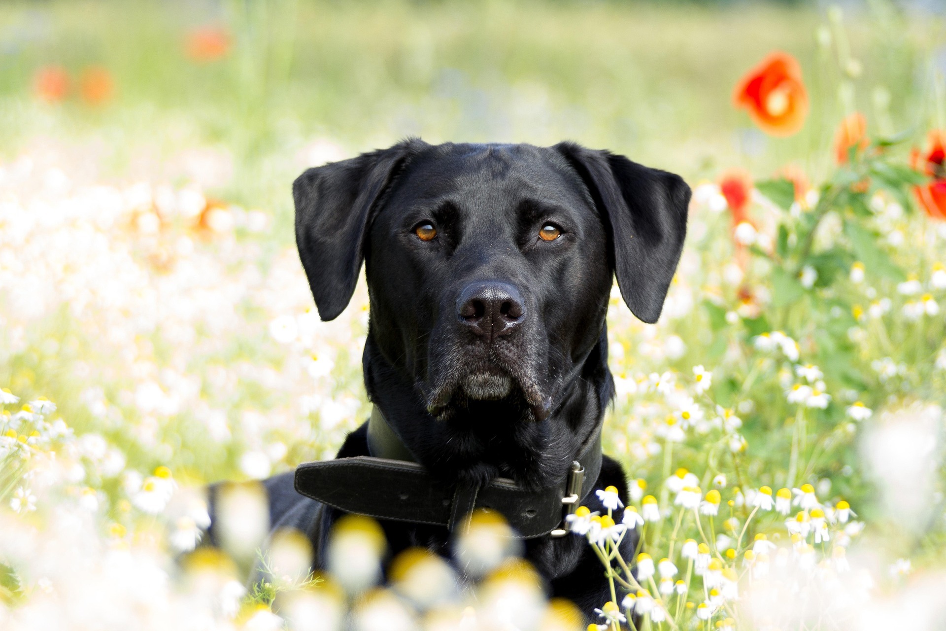 sunnydayaussies-labrador-retriever-5764711_1920