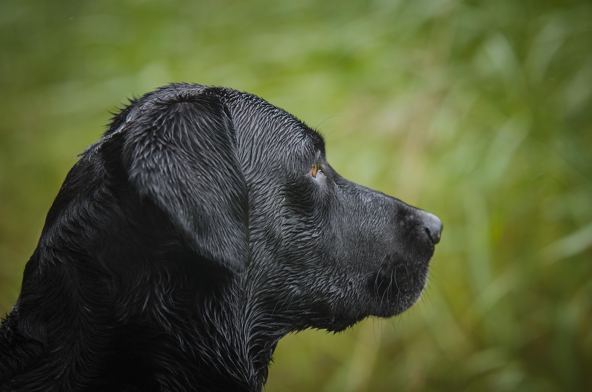 Black Labrador On Mark